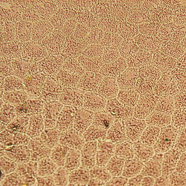 9.7 Struktura pokožky Epipremnum aureum G. S. Bunting Pokožkové buňky jsou čtyř až šestihranné, jejich povrch pokrývá vrstvička vosku, a proto jsou špatně zřetelné.