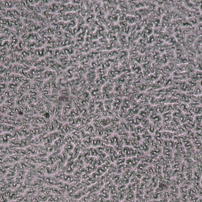 9.9 Struktura pokožky Hedera helix L. Břečťan drobné hluboce laločnaté pokožkové buňky, laloky jedné buňky těsně zapadají mezi laloky dalších okolních buněk. Jejich uspořádání je náhodné.