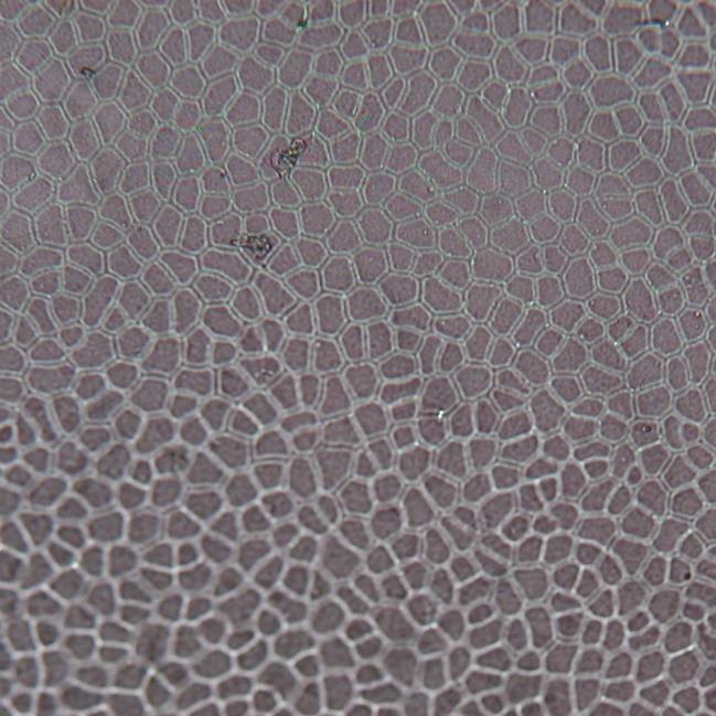 9.10 Struktura pokožky Hoya carnosa R. Br. Pokožkové buňky voskovky jsou drobné, nepravidelné, tří až sedmi hranné. Trichomy nejsou přítomny.
