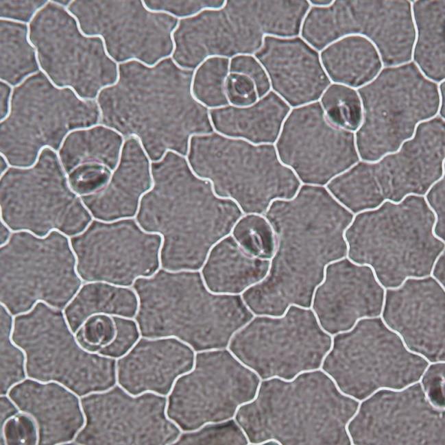 9.12 Struktura pokožky Kalanchoe daigremontianum Hamet & Perrier Pokožkové buňky nádutě mají nepravidelný tvar i velikost, jejich okraje jsou zvlněné.