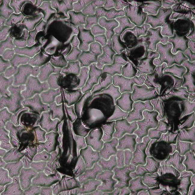 9.13 Struktura pokožky Pelargonium zonale L. Pokožkové buňky pelargónie jsou nepravidelné, laločnaté a různě zakřivené.