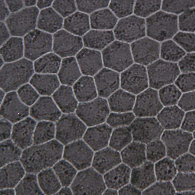 9.15 Struktura pokožky Philodendron scandens K. Koch & Sello Filodendron má pokožkové buňky přibližně stejně velké, většinou čtyř až osmihranné.