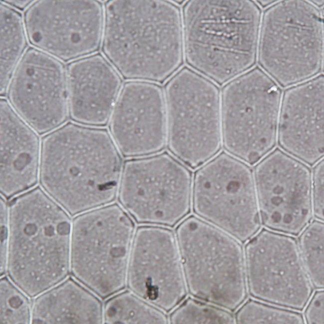 9.16 Struktura pokožky Rhoeo discolor L Her Pokožkové buňky rhea jsou čtyř až sedmihranné. Průduchy se vyskytují pouze na spodní straně listu a jsou uspořádány téměř rovnoběžně.