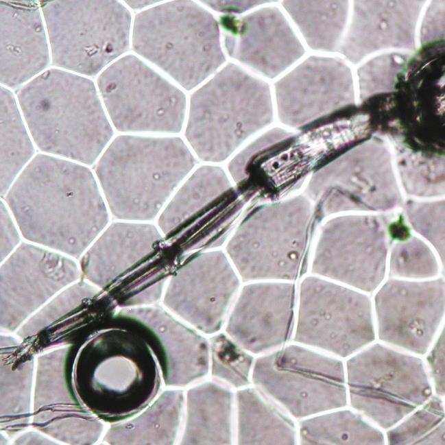 9.17 Struktura pokožky Saintpaulia ionantha Wendl. Pokožkové buňky na svrchní straně listu se odlišují od buněk na spodní straně.