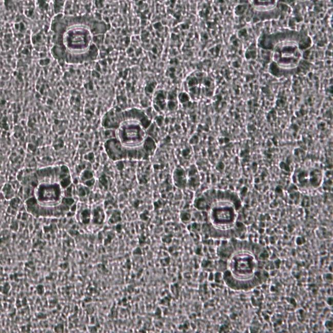 9.18 Struktura pokožky Sansevieria trifasciata Prain. Pokožkové buňky tenury, jsou špatně zřetelné přes vrstvu kutikuly, ale při proostřování je patrné, že mají obdélníkovitý tvar.