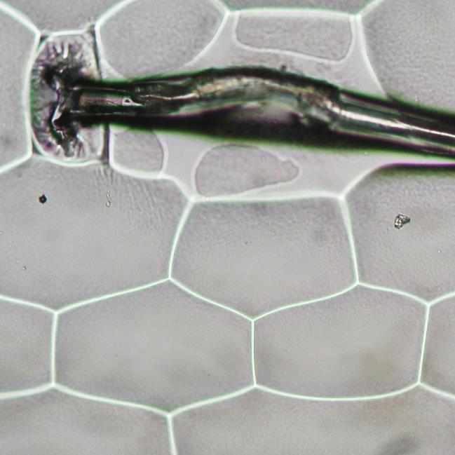9.19 Struktura pokožky Setcrease striata Pokožka rostliny Setcrease striata má čtyř až sedmihranné pokožkové buňky. Krycí trichomy se vyskytují na obou stranách listů, jsou jednobuněčné a protáhlé.