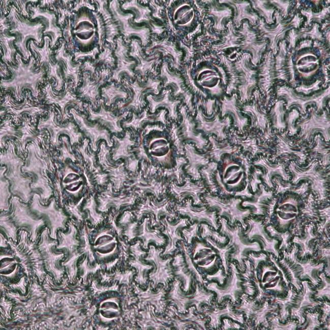 Typ průduchu z hlediska okolních epidermálních buněk: paracytický Typ listu z hlediska přítomnosti průduchů: hypostomatický 0,1 mm 0,1 mm Adaxiální strana listu Abaxiální strana listu Obr.