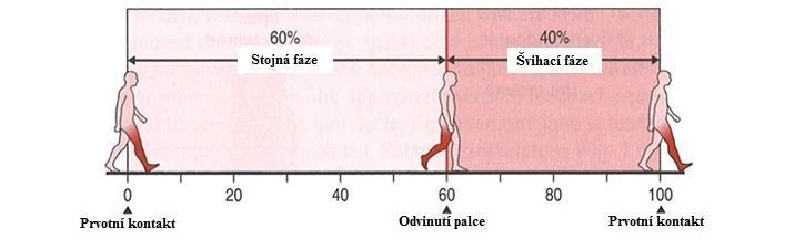 2 Chůze 2.1 Chůze jako základní funkce pohybového aparátu Chůze je nejpřirozenějším druhem pohybu, který zdravý člověk ovládá ze všeho nejvíce.