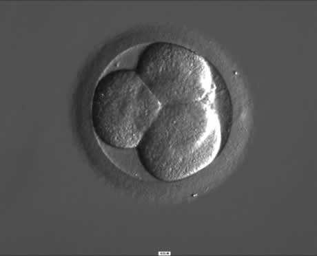 6: 2 buněčné embryo první den od