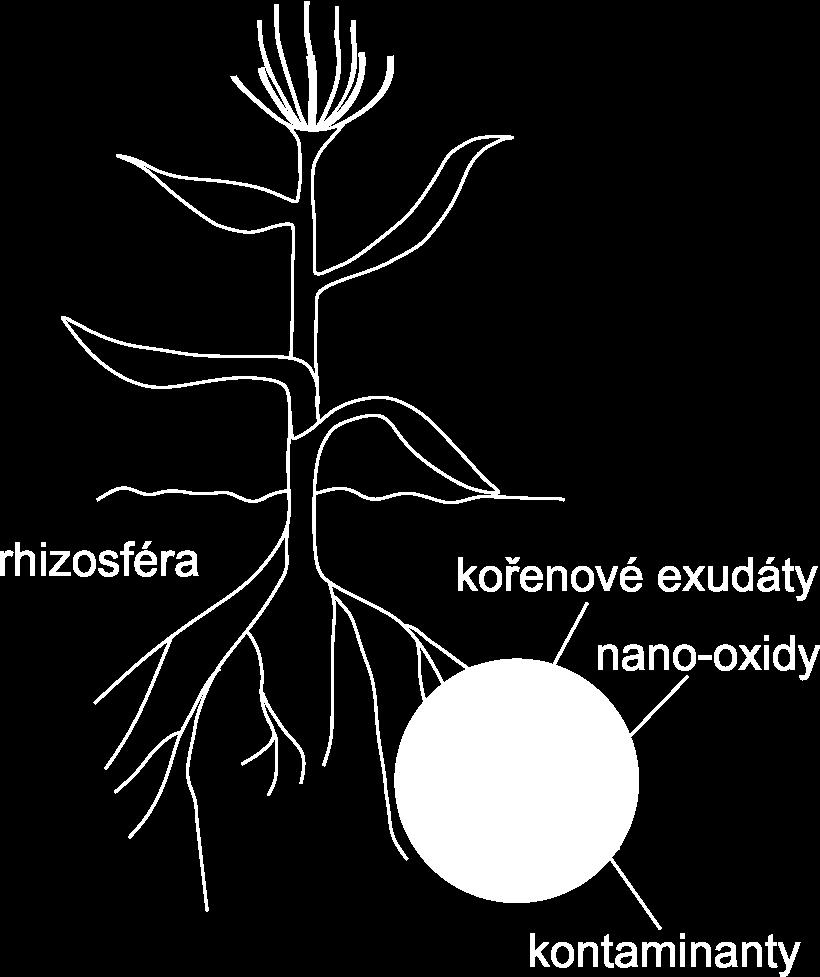 Stabilizace v rhizosféře o rhizosféra = rozhraní půda kořenový systém o studium