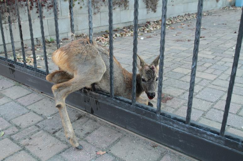 Počty vysílených jedinců klesají. Do těchto skupin lze samozřejmě zařadit i mláďata, která však v konečném hledisku nejsou v těchto hodnotách rozpoznatelná.