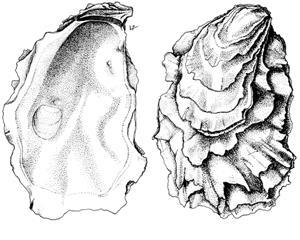 Crassostrea gigas