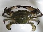 crab, horse crab, 15 cm, 50 m, 300 ti