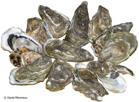 Mlži ústřice jedlá (Ostrea edulis), European flat oyster, 3 tis. t, http://www.fao.