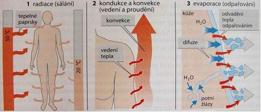 Příloha č. 3: Ztráty tepla 215 215 Srov.SILBERNAGL, S.