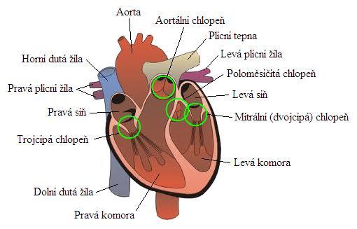 Obr. č. 1: Stavba srdce. tricuspidalis), dvojcípá chlopeň neboli mitrální (valva bicuspidalis) mezi levou předsíní a levou komorou [1]. Tzv.