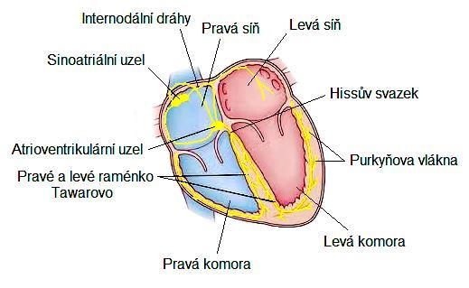 2 Elektrické vlastnosti srdečního svalu Bušení srdce zapříčiňuje srdeční cyklus, o kterém byla již zmínka, ale také elektrická aktivita srdce.