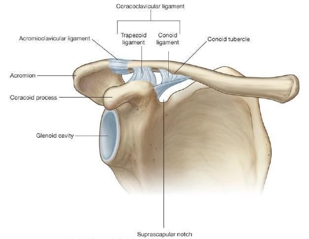 2.2.2 Articulatio acromioclavicularis (AC) AC je plochý a tuhý kloub s minimálním posunem a pohybem. Někdy bývá jeho součástí malý discus.