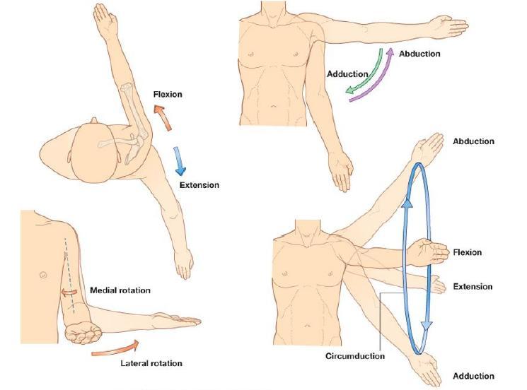 2.4 Pohyby v ramenním kloubu a zapojené svaly Pohyb v ramenním kloubu je umožněn směrem vertikálním, horizontálním a rotačním. Na pohybu se účastní všechny složky ramenního kloubu.