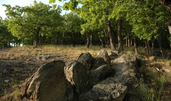 Najdeme zde zbytky starých pastevních lesů s výskytem významných živočichů (tesařík obrovský,