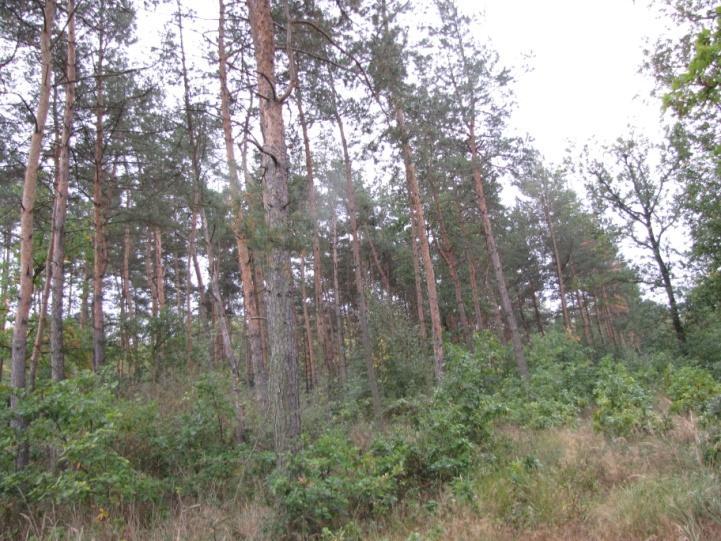 Naším cílem byly dubové lesní porosty, kde hospodaří Městské lesy Moravský Krumlov a kde je k vidění u nás dnes velmi vzácný způsob hospodaření a s ním spojený tvar lesa střední les.