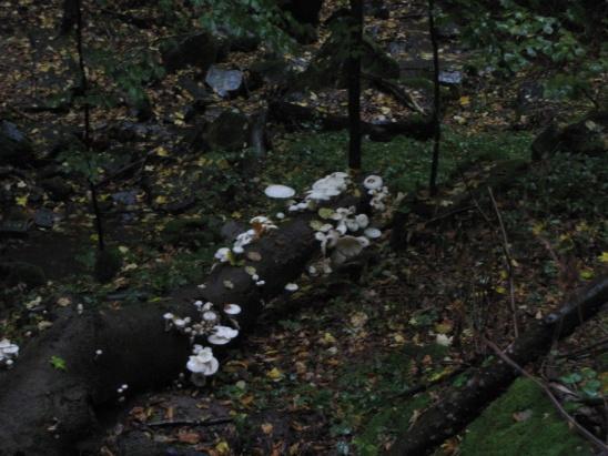 (mlok skvrnitý). Lokalita je též významným refugiem organizmů vázaných na staré a osluněné stromy, zejména duby (tesařík obrovský, páchník hnědý, krasec Eurythyrea quercus).