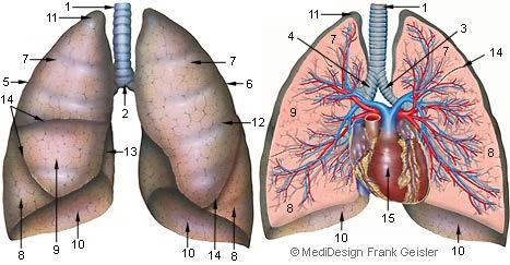 1 = Trachea, 2 = Bifurcatio tracheae, 3 = Bronchus principalis sinister, 4 = Bronchus principalis dexter, 5 = Pulmo dexter, 6 = Pulmo sinister, 7 = Lobus superior, 8 = Lobus inferior, 9 = Lobus