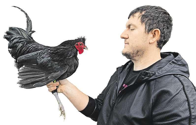 32 20. října 2017 Česká republika Šampionvkohoutím kokrhání Dušan Kresan chová vzácné plemeno slepic kosovský kokrháč. Kvůli jejich zpěvu však má ve své vsi problémy se sousedy.