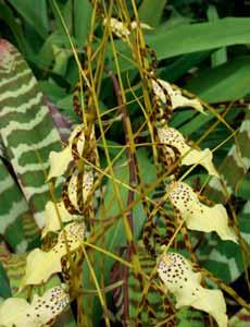 BRASSIA BRASIE dosahuje délky 60 70 cm a nese kolem 10 15 květů.