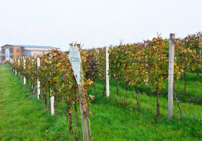 Bio hroznový mošt od Víno Sýkora 100% pasterizovaná šťáva z hroznů. ošt vyrábí tradičním způsobem rodinné vinařství Víno Sýkora, které přímo sousedí se Sonnentorem.