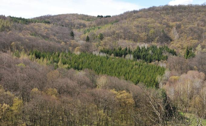 NP Podyjí 48 52' N, 15 53' E; nadmořská výška 375 430 m NP, EVL Hercynské dubohabřiny (Carpinion), květnaté bučiny (Fagion sylvaticae) Cca 900 ha v centrální části NP; z toho experimentální objekt