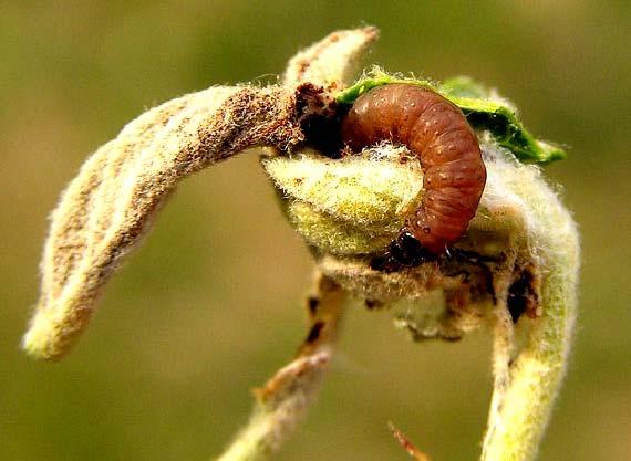 čeledi Tortricidae