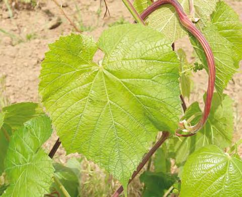BELLIN aj. (2009) soudí, že za odolnost odrůdy Bianca k Plasmopara viticola odpovídá také jeden dominantní gen. Tato rezistence se shoduje s Rpv3 odrůdy Regent.