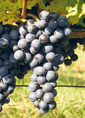 Víno má intenzivní tmavočervenou barvu a výraznou vůni po sušených švestkách, višních a lesním ovoci. Chuť plná, extraktivní. Charakterem vína je možné Kofranku přirovnat k Frankovce a Zweigeltrebe.