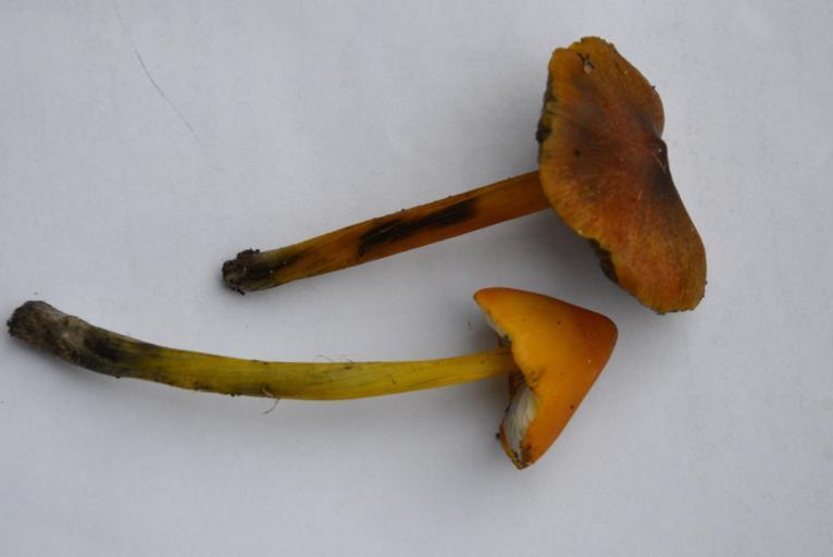 Řád: Agaricales, Čeleď: Šťavnatkovité (Hygrophoraceae) Název: voskovka kuželovitá (Hygrocybe conica) Tvar klobouku: kuželovitý, vyhrblý, s hrbolem Barva klobouku: oranžová,