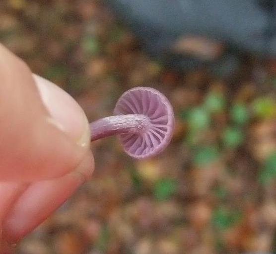 Řád: Agaricales, Čeleď: Lanýžovcovité (Hydnangiaceae) Název: lakovka ametystová (Laccaria amethystina) Tvar klobouku: sklenutý, plochý, nálevkovitý Barva klobouku: fialová, okrová Barva hymenoforu: