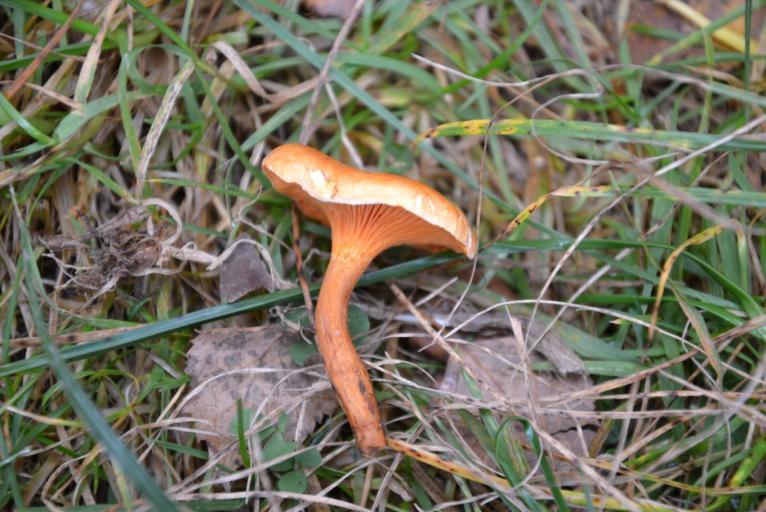 Řád: Boletales, Čeleď: Lištičkovité (Hygrophoropsidaceae) Název: lištička pomerančová (Tapinella aurantiaca) Tvar klobouku: sklenutý, nálevkovitý, plochý Barva klobouku: oranžová, žlutá, béžová,