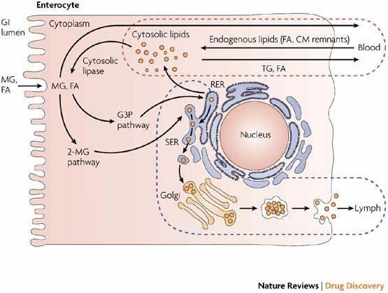 Following uptake across the apical membrane of the enterocyte, the products of gastrointestinal (GI) lumen lipid digestion monoglyceride (MG) and fatty acid (FA) can either diffuse across the