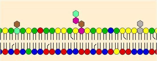 Struktura a funkce biomakromolekul KBC/BPOL