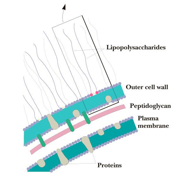 Lipopolysacharidy u