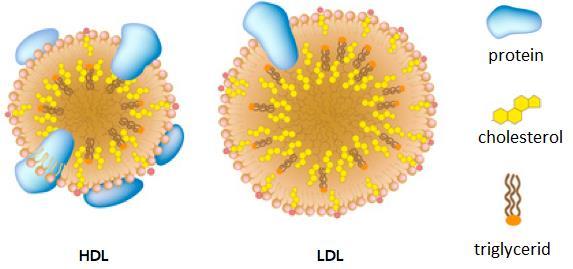 Cholesterol DDD (dnes