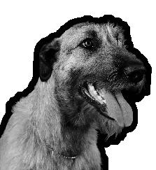 499 Kč INTERNET S