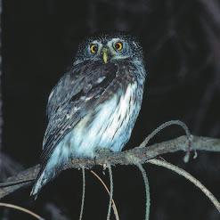 Kulíšek nejmenší Glaucidium passerinum Tato naše nejmenší, asi jako špaček veliká sova hnízdí především v jehličnatých a smíšených lesích v horských oblastech. Samečci se ozývají pískavými zvuky.