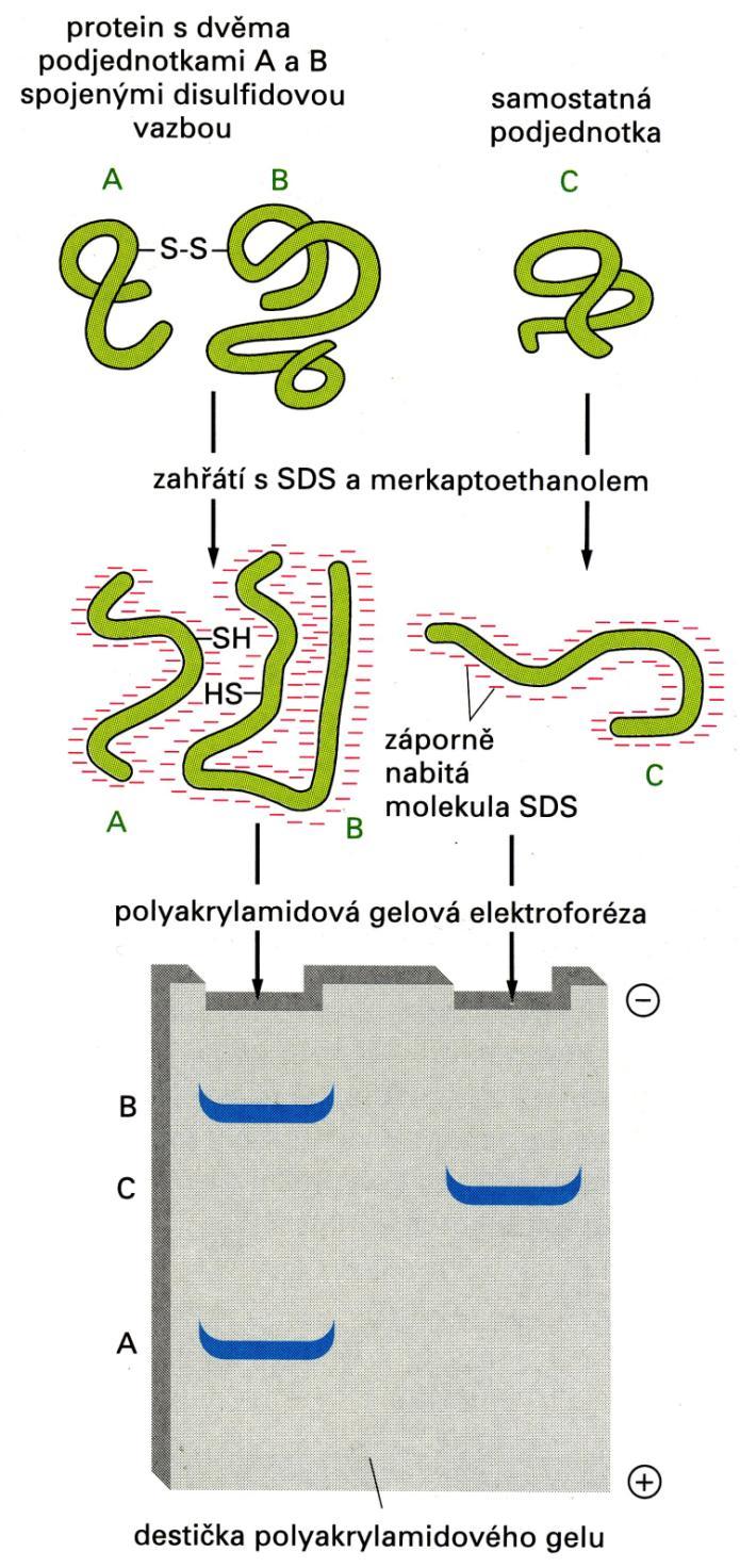 Sulphate, dodecylsíran sodný) SDS