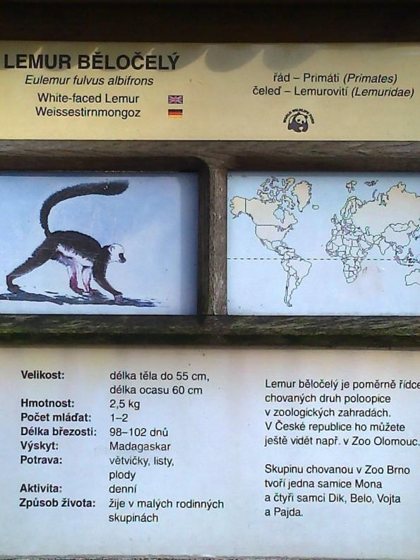 5 informační tabule lemur