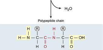 V selenocysteinu je atom síry cysteinu nahrazen selenem. Cystein Se Selenocystein Další info: portál AKADEMON http://akademon.cz/default.asp?source=100