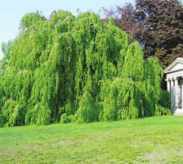 LISTNATÉ STROMY : Acer platanoides - javor mléč Strom až 20 30 m vysoký, koruna hustá a široká, kůra tmavě šedá či hnědošedá, jemně brázditá.
