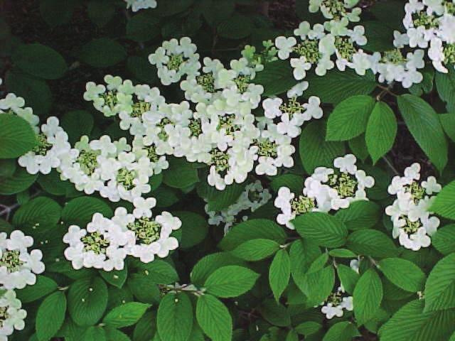 Bílé, plné, asi 1 cm široké květy po 3-6 v přisedlých okolících rozkvétají v květnu. Dekorativní solitérní keř pro teplá a slunná místa.