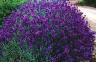 Hidcote je komerčně jednou z nejúspěšnějších levandulí. Její květy patří k nejsytější modrofialové, která se dá pěstovat.