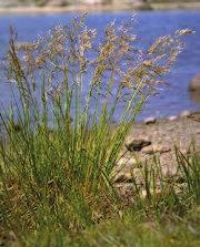 OKRASNÉ TRAVINY : Deschampsia caespitosa 'Goldtau' - metlice trsnatá Rostliny v době kvetení 60-80 cm vysoké. Vytváří husté trsy. Stébla přímá, hladká.